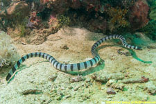 sea krait